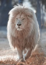 53074651-10414845-The_lion_s_unusual_white_appearance_is_caused_by_a_condition_kno-a-105_1642521881085