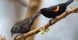 Red-winged-Blackbird-pair-1024x535
