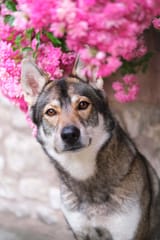 DOGGO
