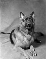 Fp4+dog2