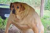 gorditas the rotund