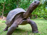 Aldabra_Giant_Tortoise