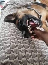 i dont know why my german shepherd keeps biting me