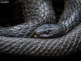 BlackTigerSnake