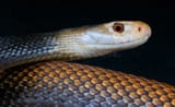 download-papuantaipan