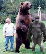 bear gorilla