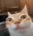 cat-stare-stare_thumb.jpg