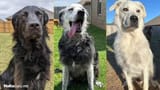 dogweb
