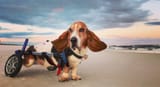 Charlie_BeAmazed