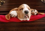 pup-01-gr0036-01p