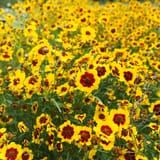 tall-plains-coreopsis-2