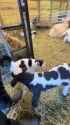 cat fellow sheep_thumb.jpg