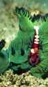 emperor shrimp nudibranch_thumb.jpg
