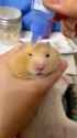 hamster eye drops_thumb.jpg