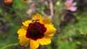 bee_on_tickseed_thumb.jpg