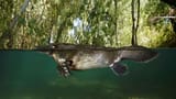 platypus10