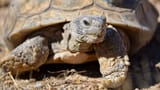 Mojave_desert_tortortoise_female7