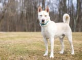 cream-colored-siberian-husky-dog-blue-eyes-standing-outdoors-188872501