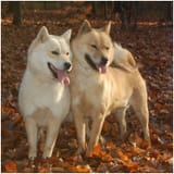 Hokkaido-Dog-5