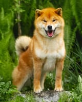 Red-Shiba-Inu