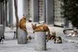 Stray-cats-rest-on-a-street-in-the-old-city-of-Nicosia