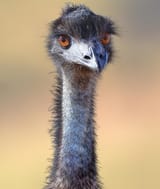 RS26326-emu