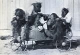 Joe_Martin_speed_trials_baby_orangutans