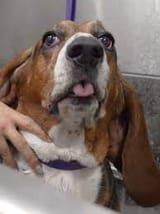 toadline hound