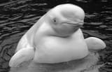 beluga