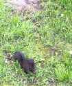 squirrel folding_thumb.jpg