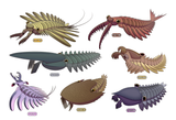 Pokemon Cambrian