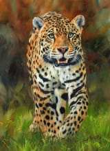 south-american-jaguar-david-stribbling