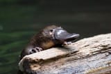 platypus 11