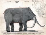 Boltunov_mammoth