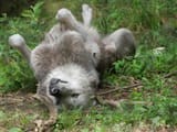 rolling around1.jfif