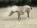 horse_spores_1
