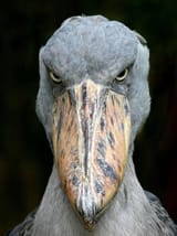 the-shoebill-stork-v0-p7n4wey7lhka1