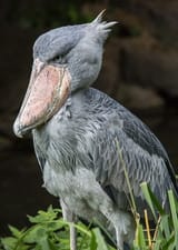 actor-shoebill-bird-690129_large