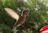 hummer