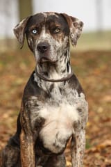 catahoula leopard dog