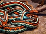 San-Francisco-garter-snakes-endemic-of-California-3287882749