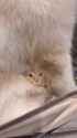 cat hides in dog_thumb.jpg
