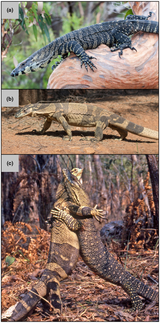 Colour-pattern-variation-in-the-Lace-monitor-Varanus-varius-showing-the-two-discrete