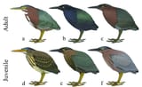 Plumage-variation-in-Green-Heron-in-the-polymorphic-Caribbean-population-a-typical