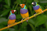 gouldian finches polymorphism