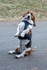 basset-hound-posing-poses-his-paws-up-difficult-pose-short-legged-dog-148381639
