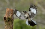 mbirdinflight2-1024x660