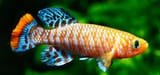 110_annual_killifish[1]