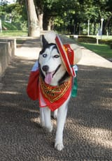 castizo cane