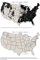 Area Of Virgin Forest